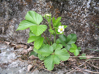 smultronblomma