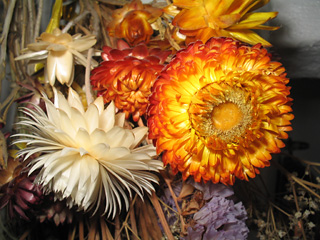 torkade blommor