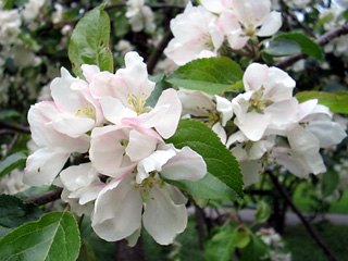 blom