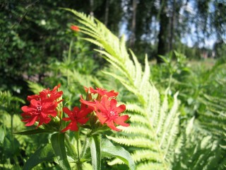 röd blomma röd blomma