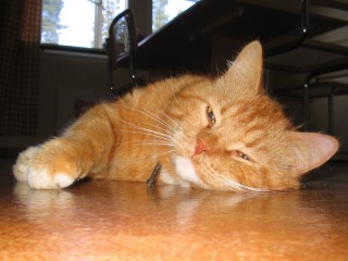 tiger tiger