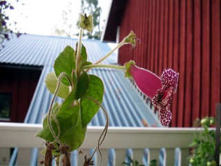 mysko blomma mysko blomma