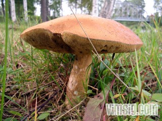 svamp