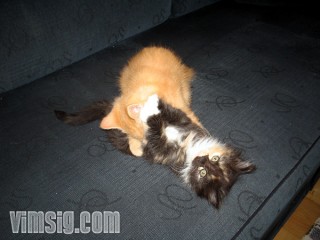 kattbus