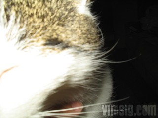 kelig kisse