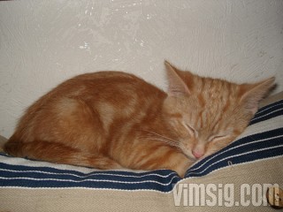 nalle