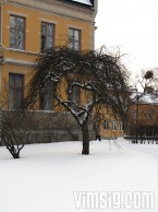 annat träd annat träd