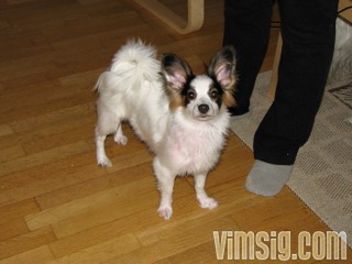 blinka springer runt och har inte tid med godis blinka springer runt och har inte tid med godis
