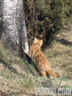 nalle kikar bakom trädet nalle kikar bakom trädet
