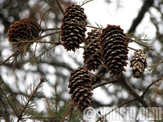 natur