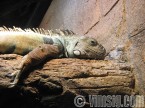 leguan som slappar