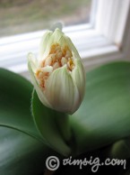 det blommar nr 1