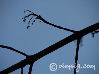 gren mot himmel