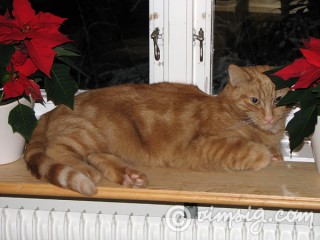 julkatten i fönstret julkatten i fönstret