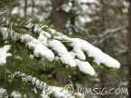 snö på grangren snö på grangren