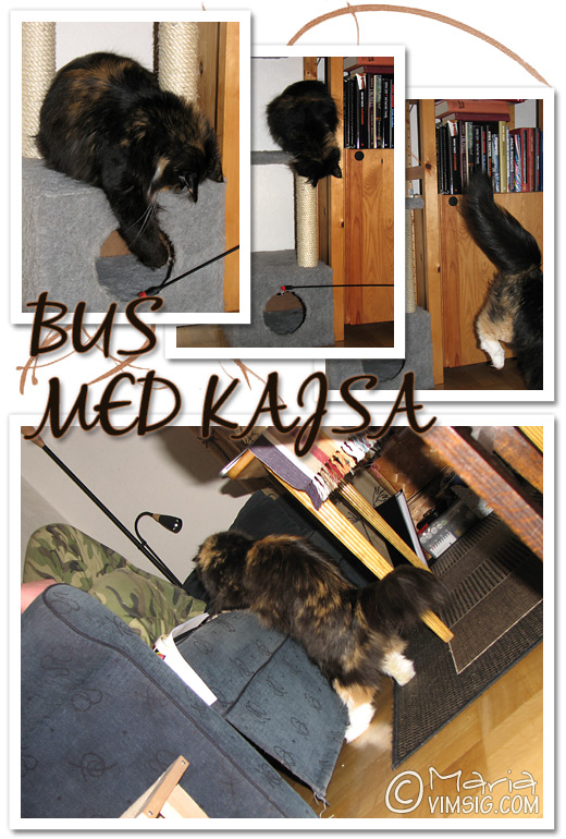 bus med kajsa bus med kajsa