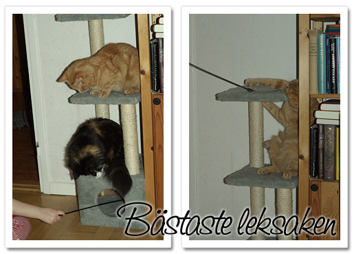 lekfulla kissekatter lekfulla kissekatter