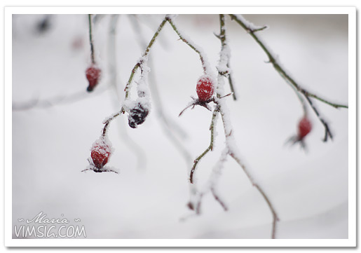 vinter