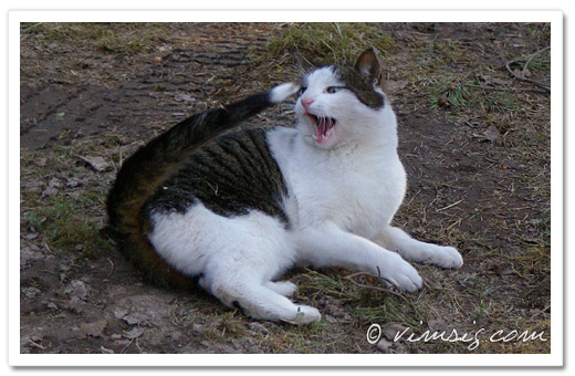 galen svans-jagande katt galen svans-jagande katt