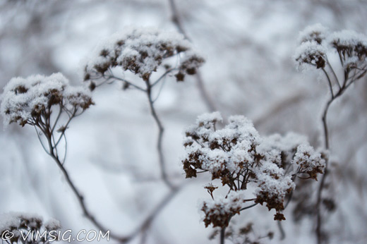 vinter