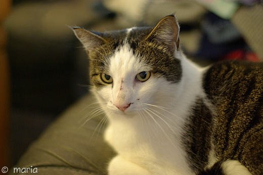 klöst katt klöst katt