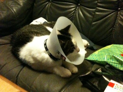 söta enerverande tratt-katten