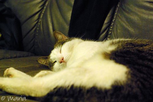 sussande katt sussande katt