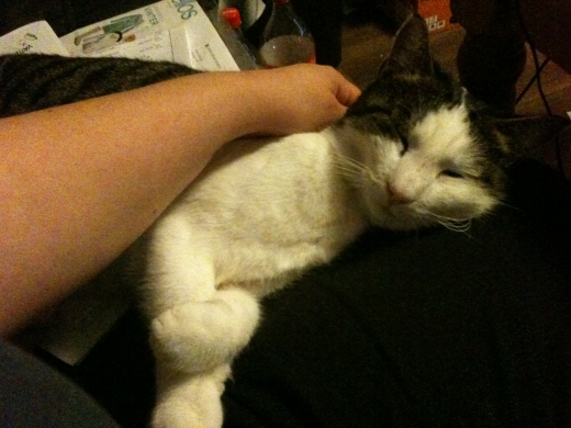 kelkatten