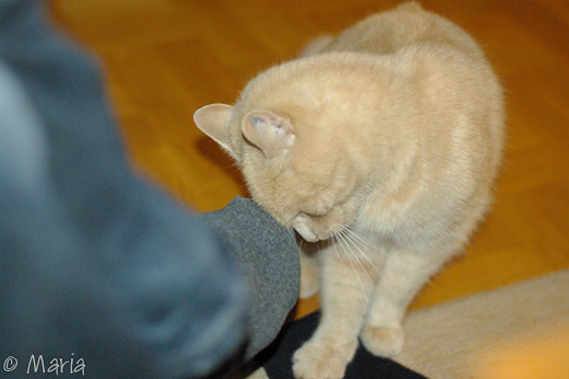 simba gillar fotsvett simba gillar fotsvett