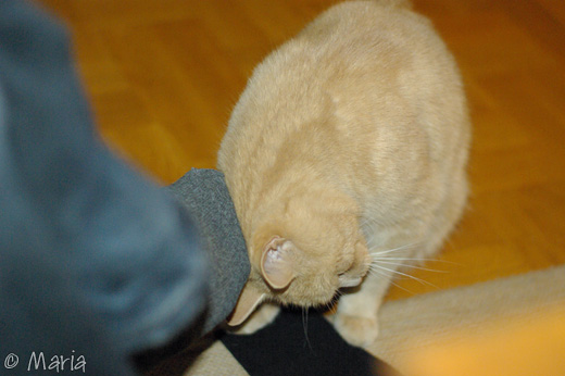 nöjdkatt nöjdkatt