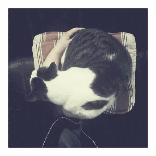 mys med katten