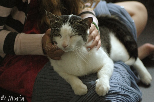 sommarslapp katt