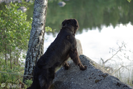 hund på spaning