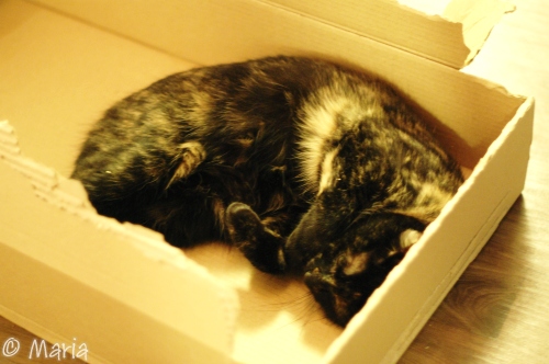 katt i kartong