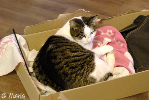 gosekatt i låda