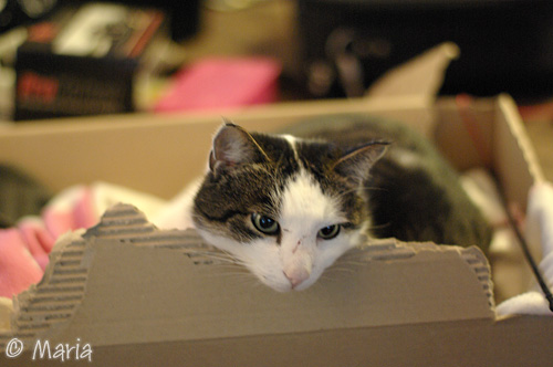 nyfiken katt