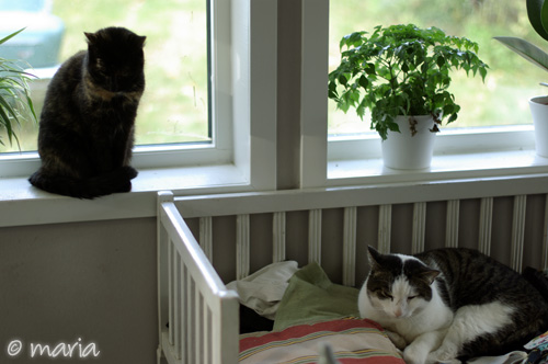 två katter i en bild två katter i en bild
