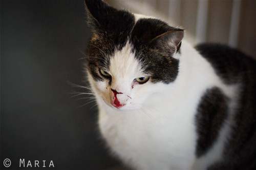 blodiga katten