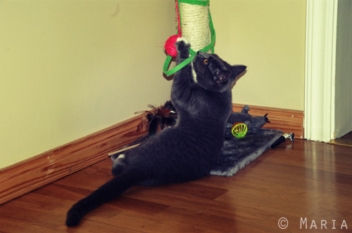 vild liten katt vild liten katt