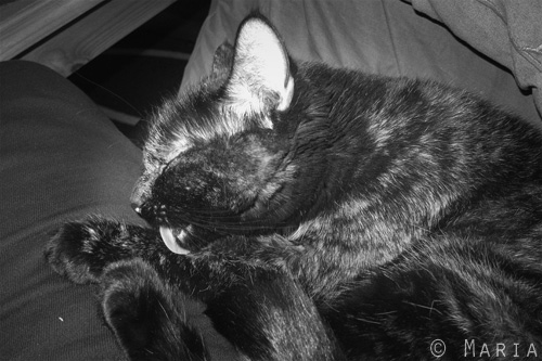 tvättande katt tvättande katt