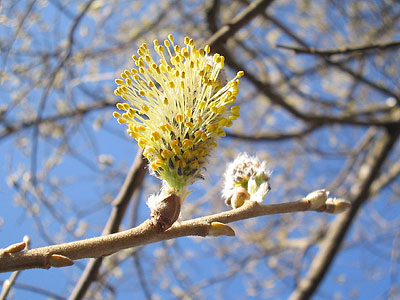 blommande träd