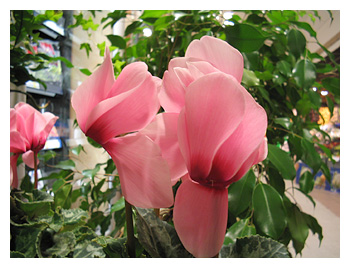 blommor