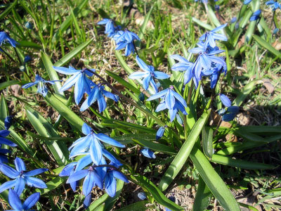 blå blommor