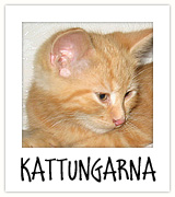 kattungarna kattungarna