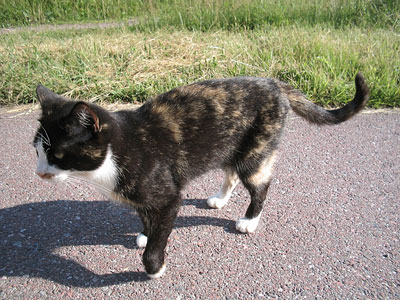 gullig kissekatt