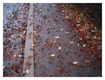 löv på trottoar