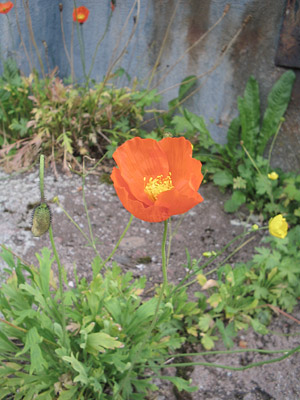 orange blomma