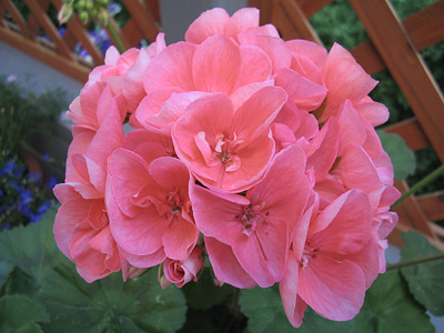 pelargon