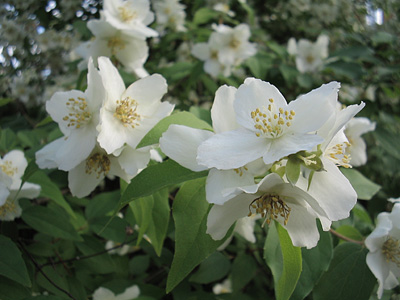 vita fina blommor
